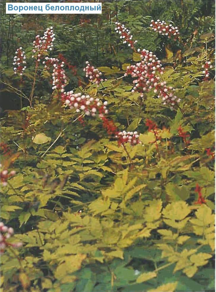   (<i>Actaea alba</i>)