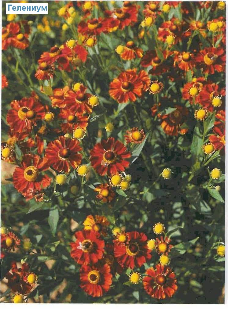  (<i>Helenium-Sorten</i>)