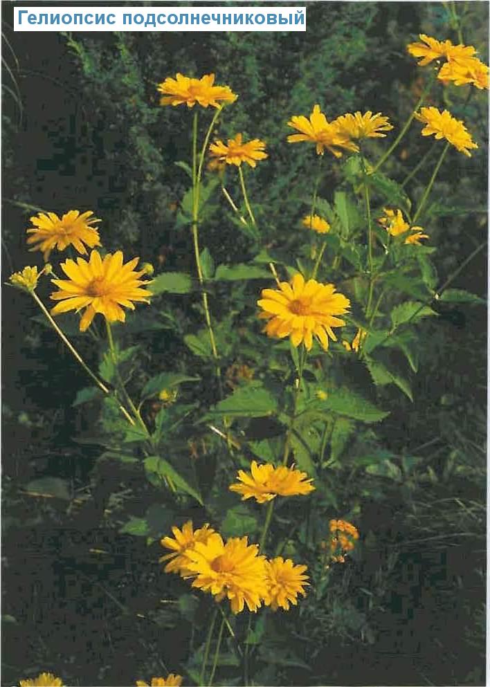   (<i>Heliopsis helianthoides</i>)