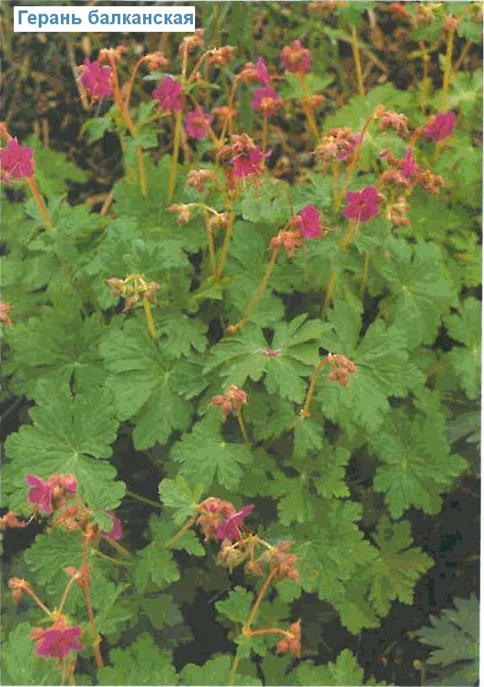   (<i>Geranium macrorrhizum</i>)