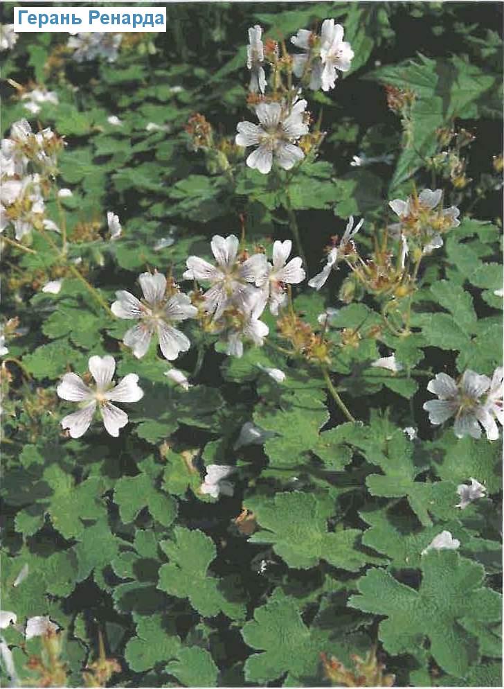   (<i>Geranium renardii</i>)