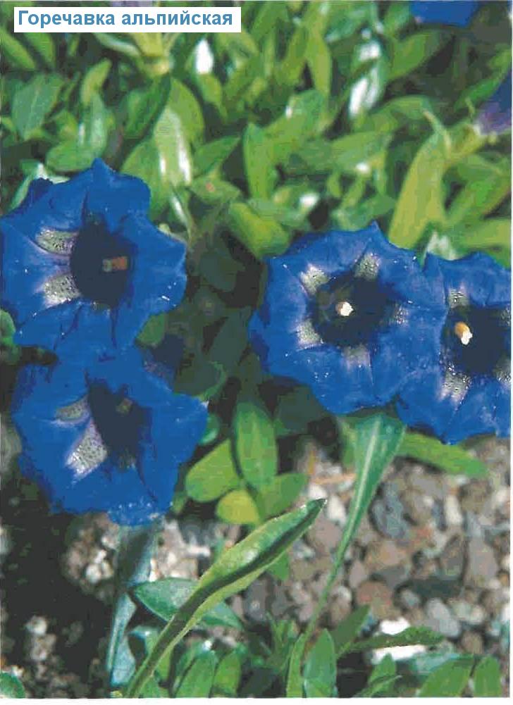   (<i>Gentiana acaulis</i>)