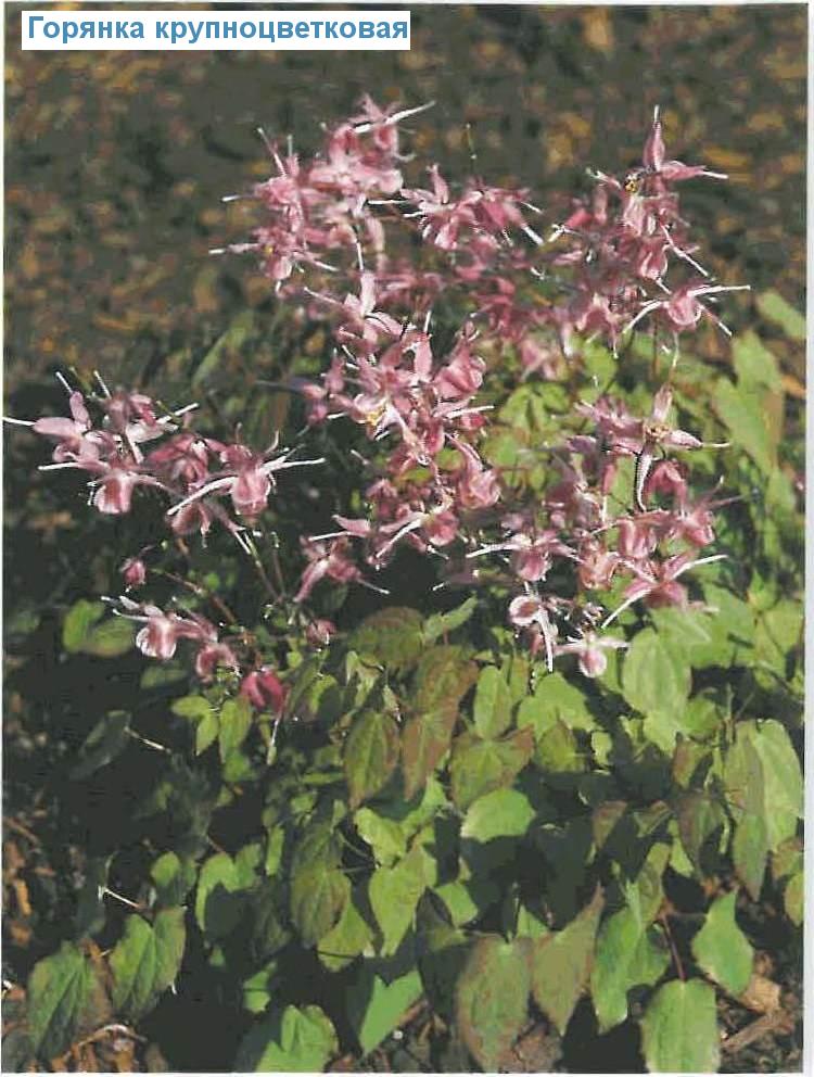   (<i>Epimedium grandiflorum</i>)