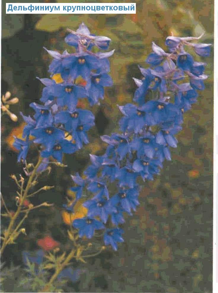   (<i>Delphinium-Elatum-Gruppe</i>)