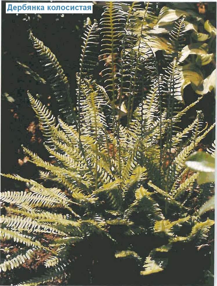   (<i>Blechnum spicant</i>)