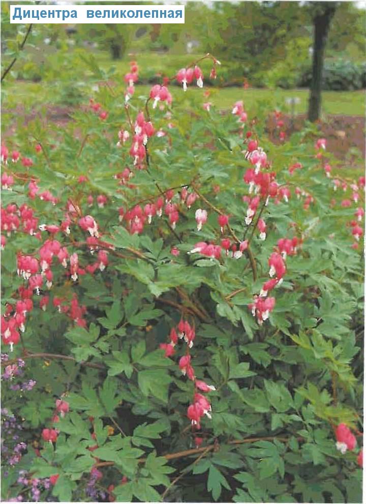   (<i>Dicentra spectabilis</i>)