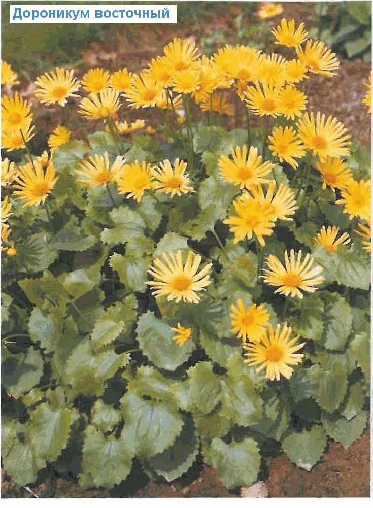   (<i>Doronicum orientale</i>)