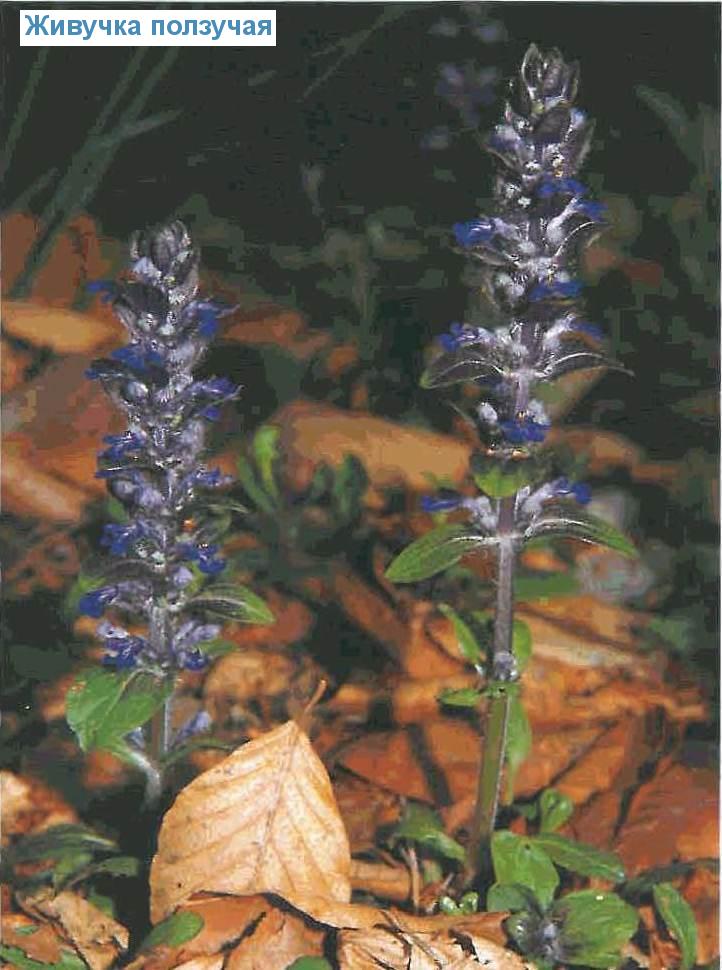   (<i>Ajuga reptans</i>)