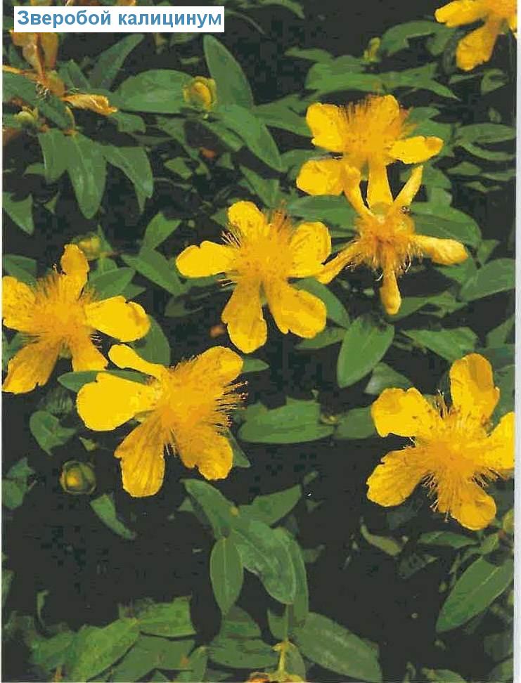   (<i>Hypericum calycinum</i>)