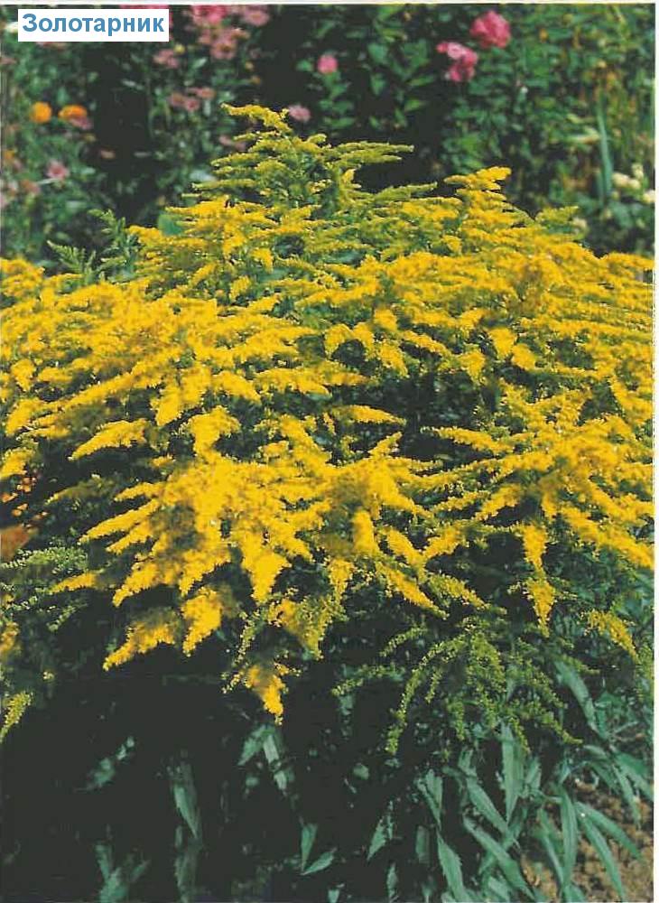  (<i>Solidago-Sorten</i>)