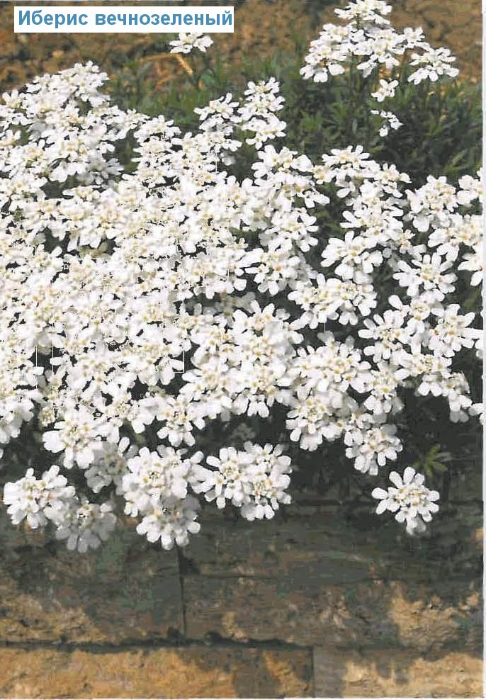   (<i>Iberis sempervirens</i>)