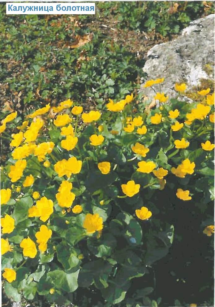   (<i>Caltha palustris</i>)