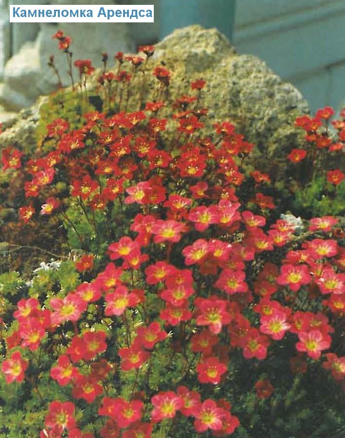   (<i>Saxifraga arendsii</i>)