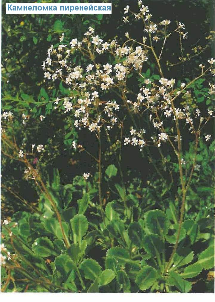   (<i>Saxifraga umbrosa</i>)