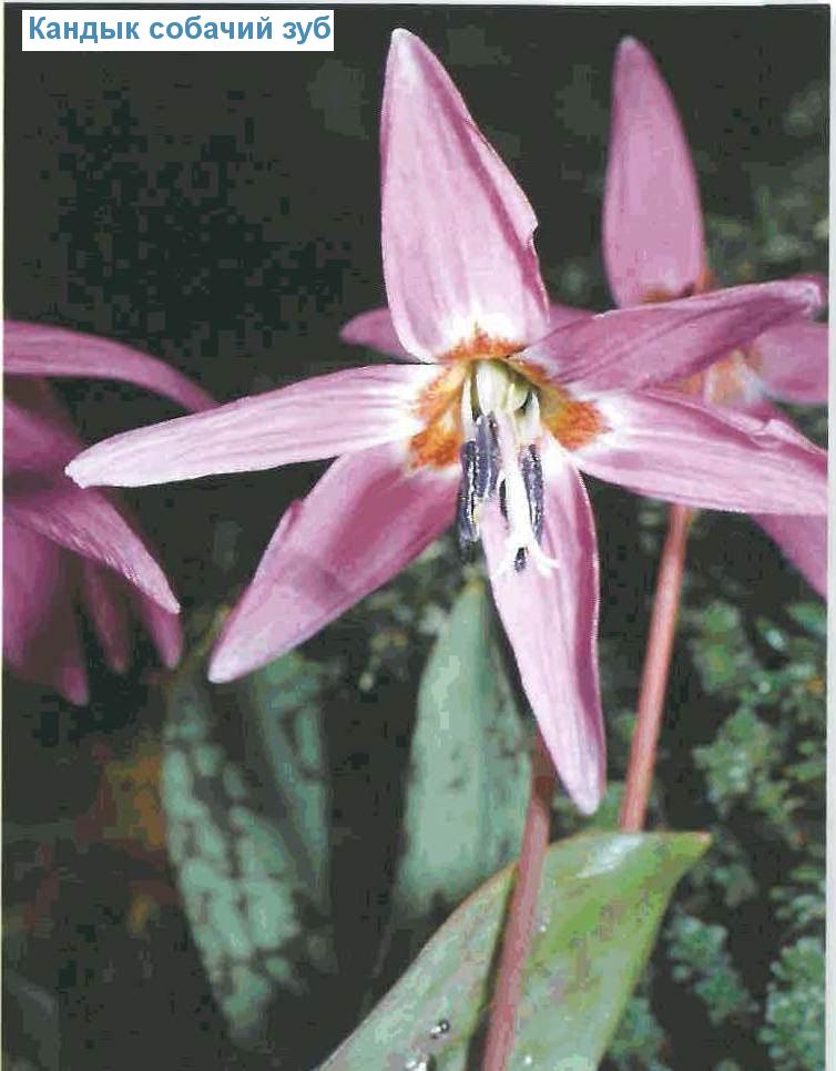    (<i>Erythronium dens-canis</i>)