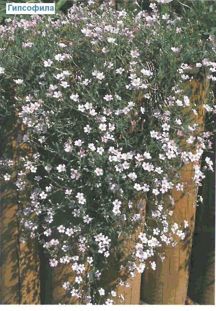  (<i>Gypsophila repens</i>)