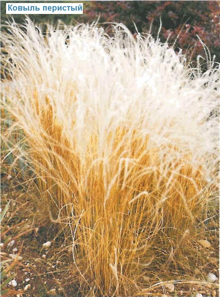   (<i>Stipa pennata</i>)