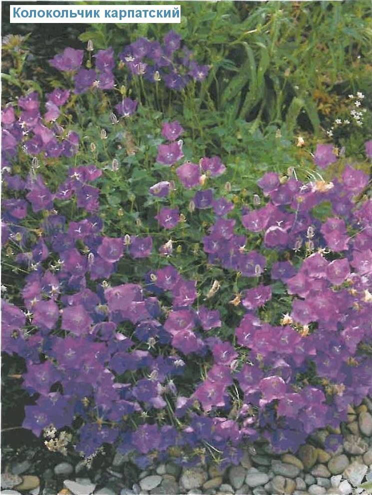   (<i>Campanula carpatica</i>)