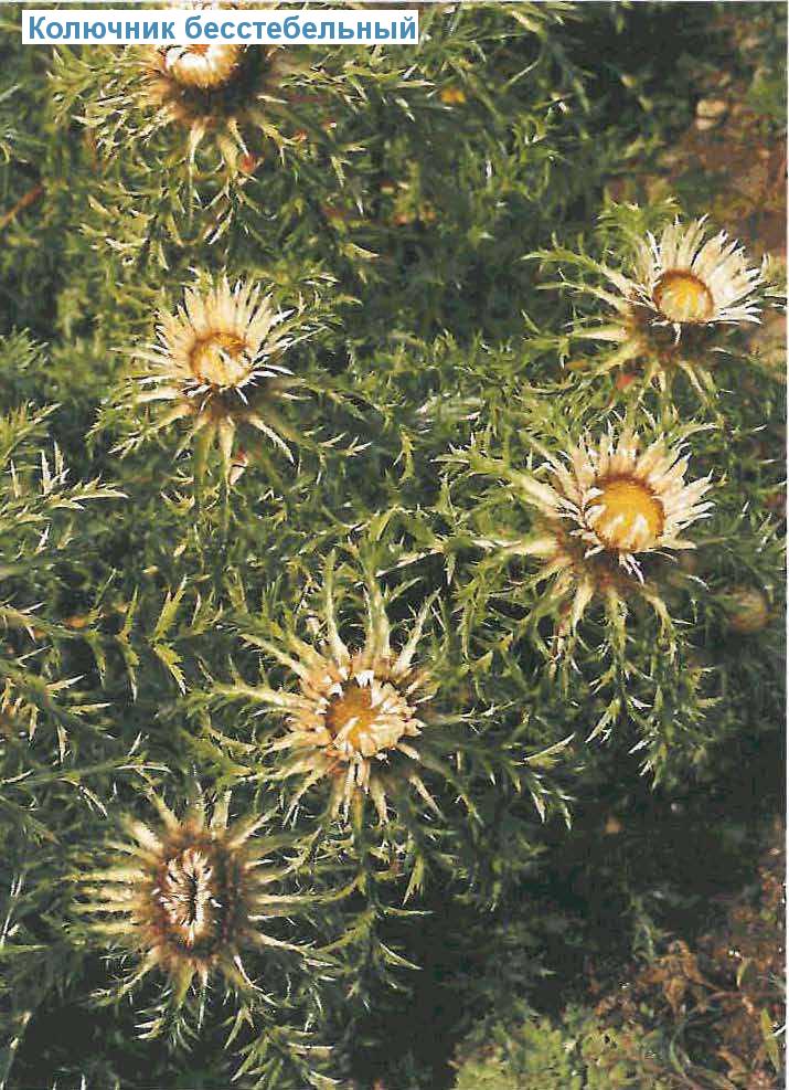   (<i>Carlina acaulis</i>)