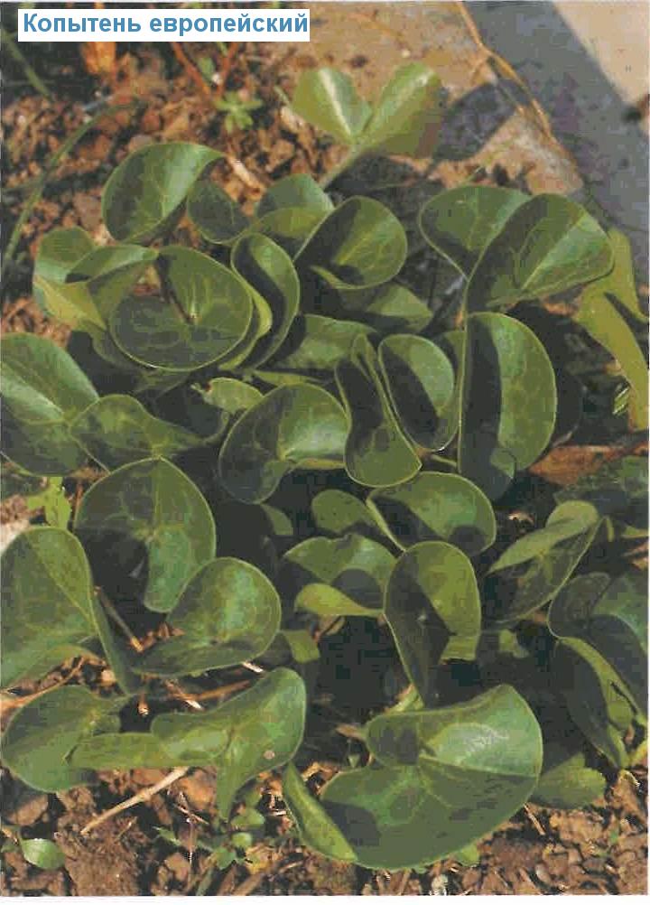   (<i>Asarum europaeum</i>)