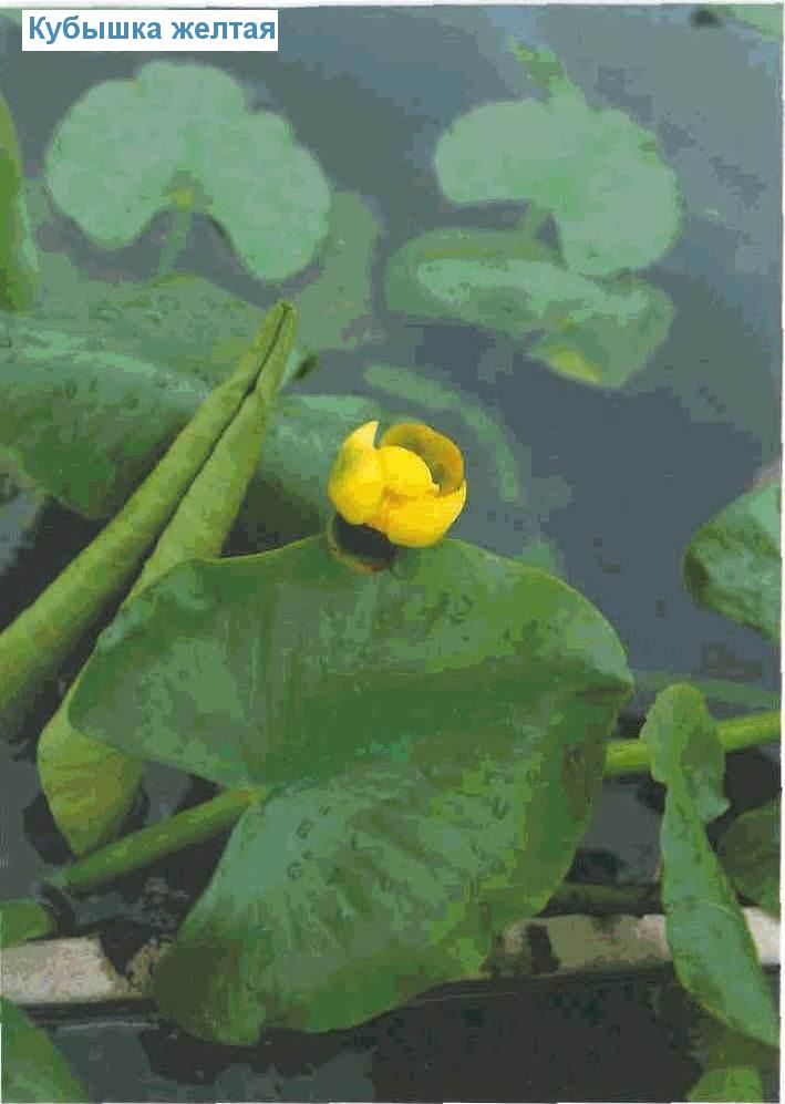   (<i>Nuphar lutea</i>)