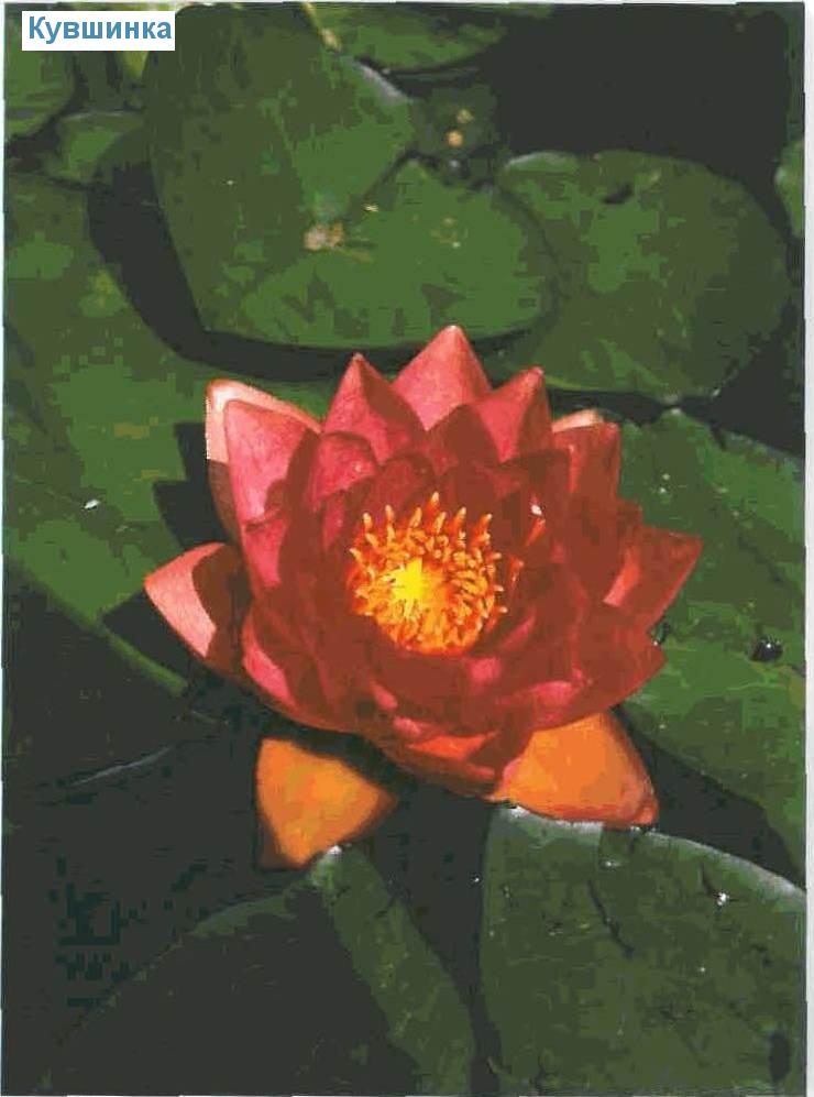  (<i>Nymphaea-Sorten</i>)