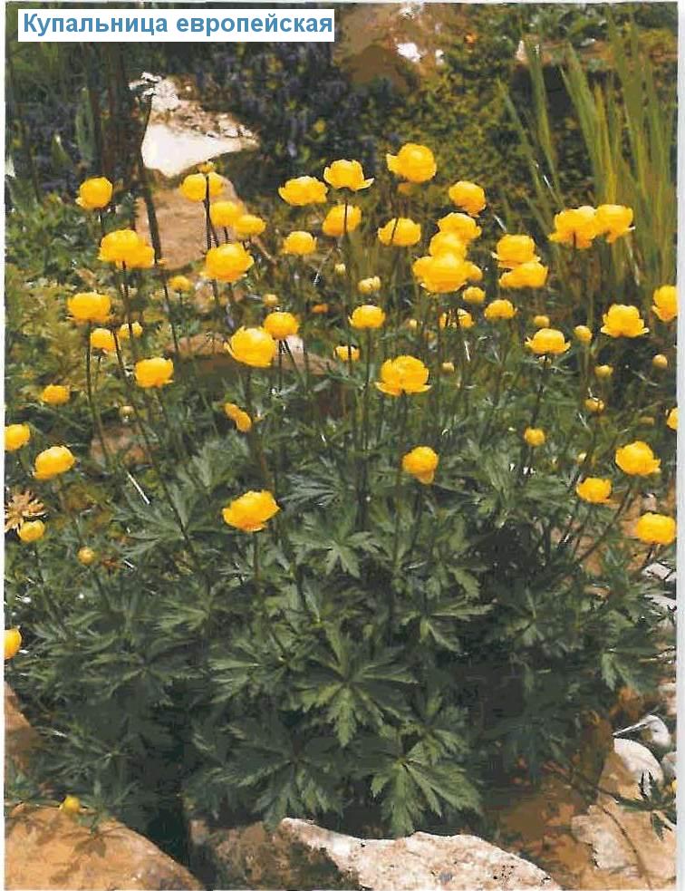   (<i>Trollius europaeus</i>)