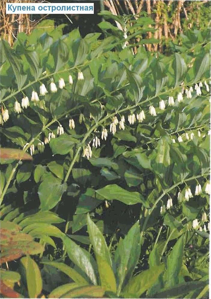   (<i>Polygonatum hybridum</i>)