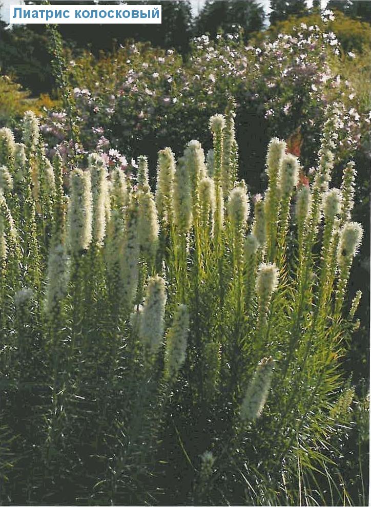   (<i>Liatris spicata</i>)