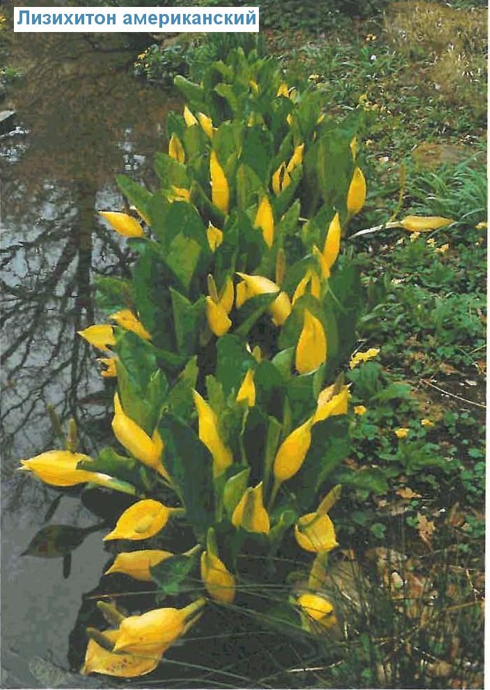   (<i>Lysichiton americanus</i>)