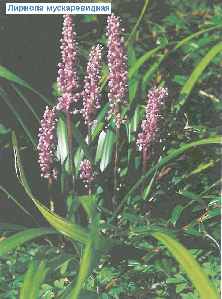   (<i>Liriope muscari</i>)