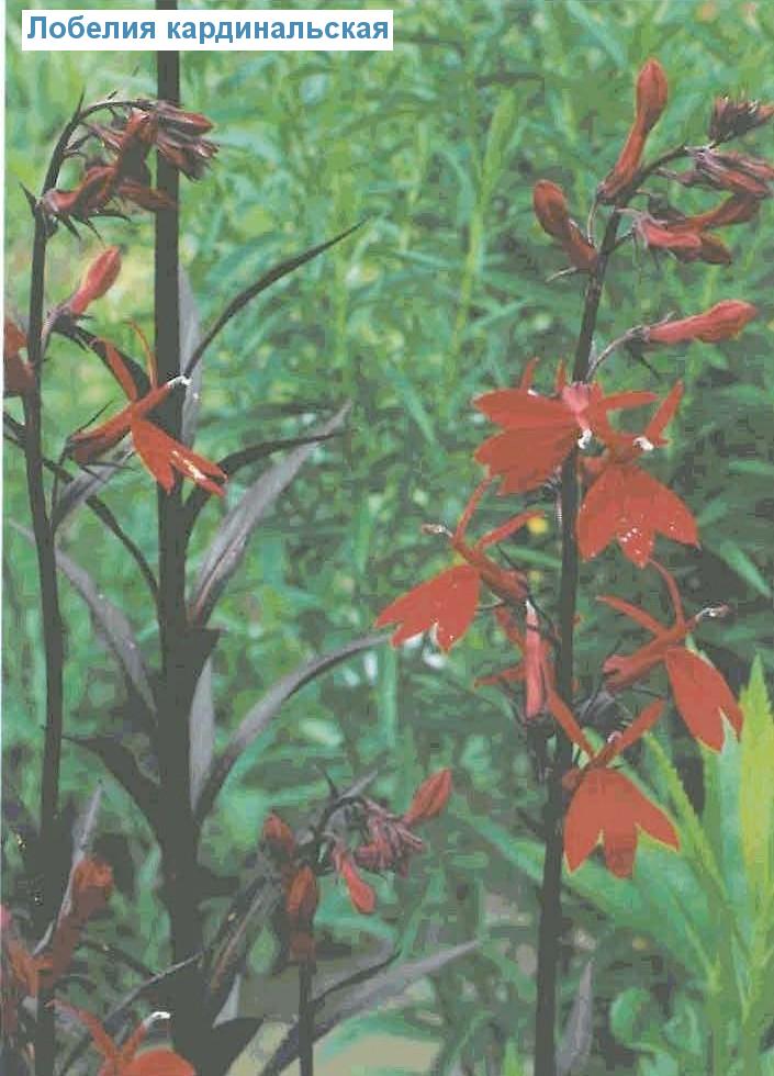   (<i>Lobelia cardinalis</i>)