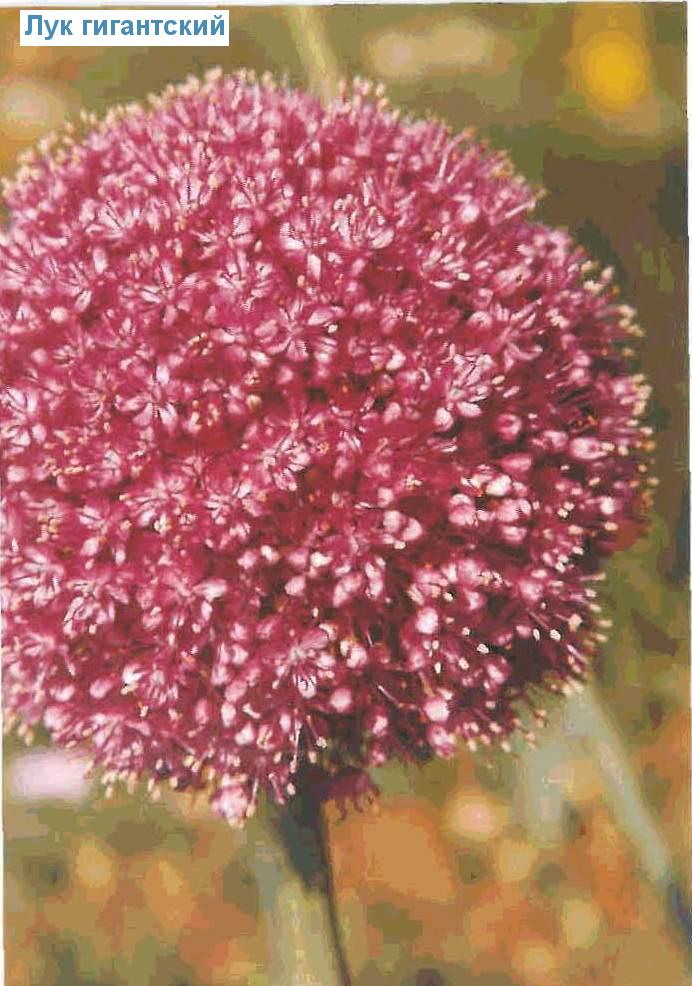   (<i>Allium giganteum</i>)