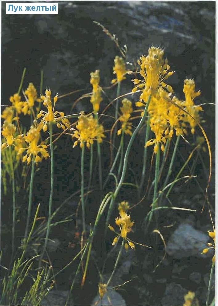   (<i>Allium flavum</i>)