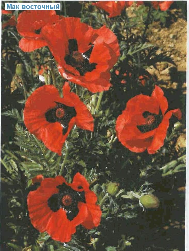   (<i>Papaver orientale</i>)