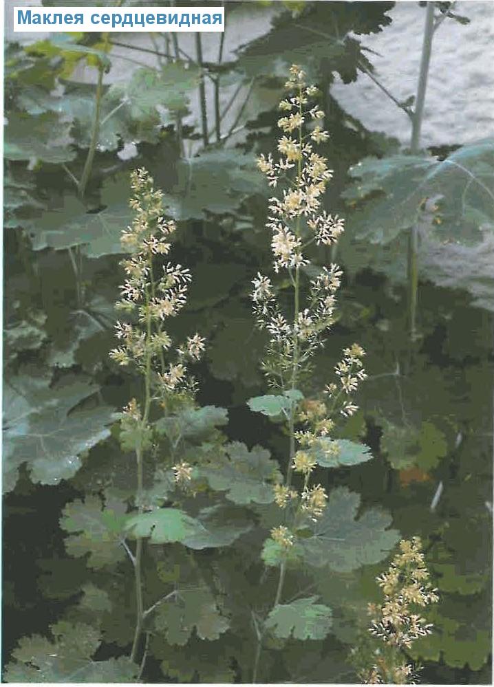   (<i>Macleaya cordata</i>)