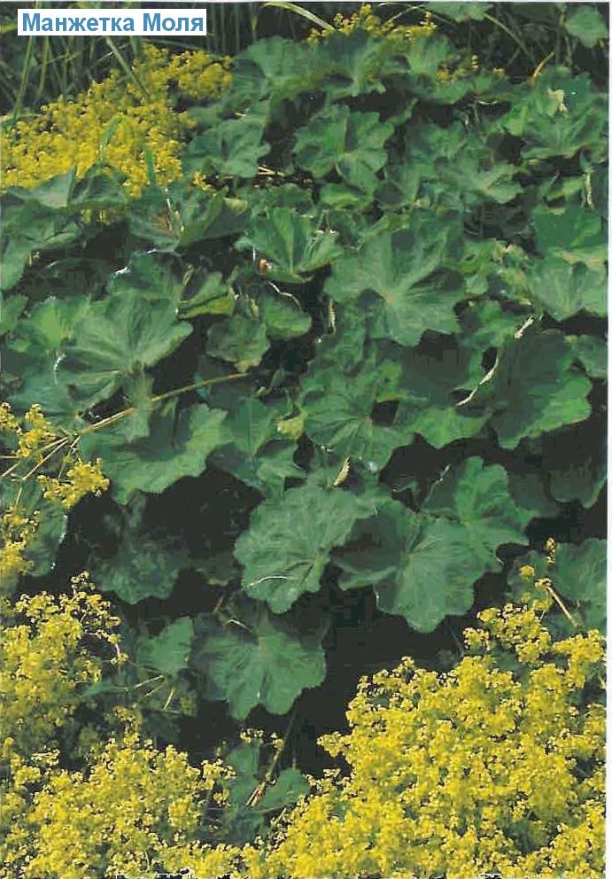   (<i>Alchemilla mollis</i>)