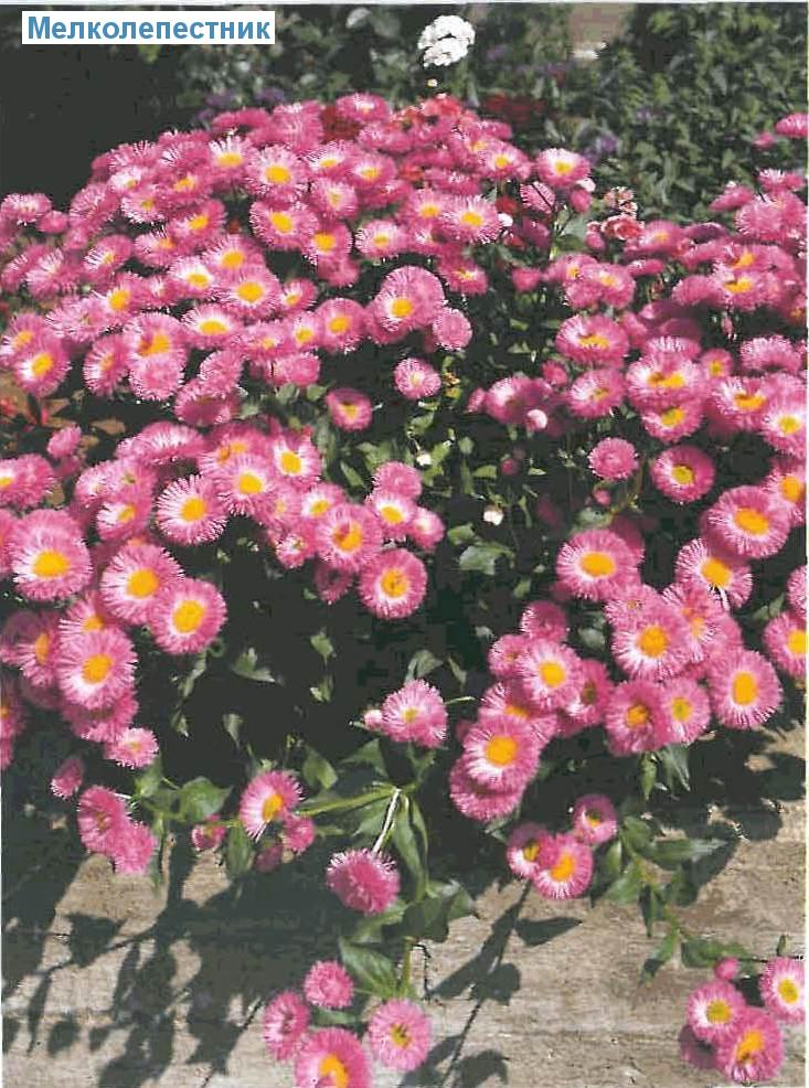  (<i>Erigeron-Sorten</i>)