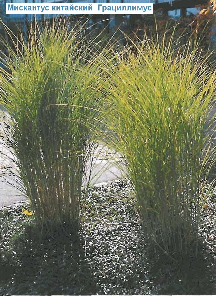     (<i>Miscanthus sinensis</i>)