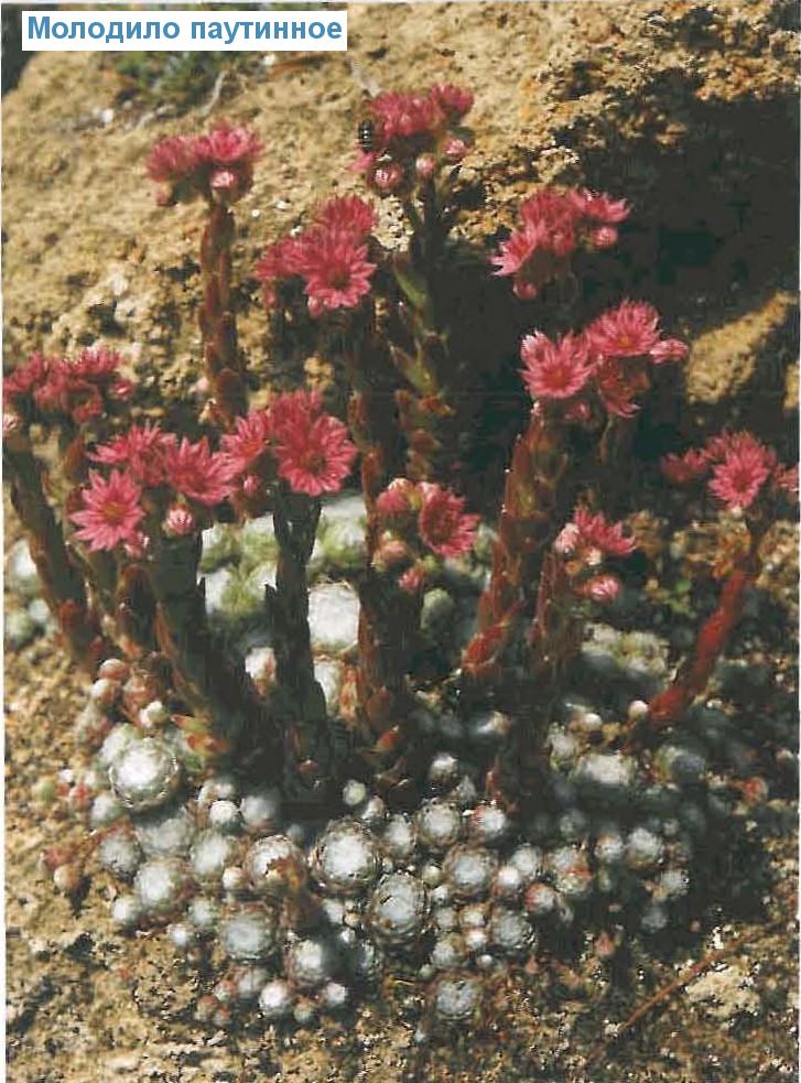   (<i>Sempervivum arachnoideum</i>)