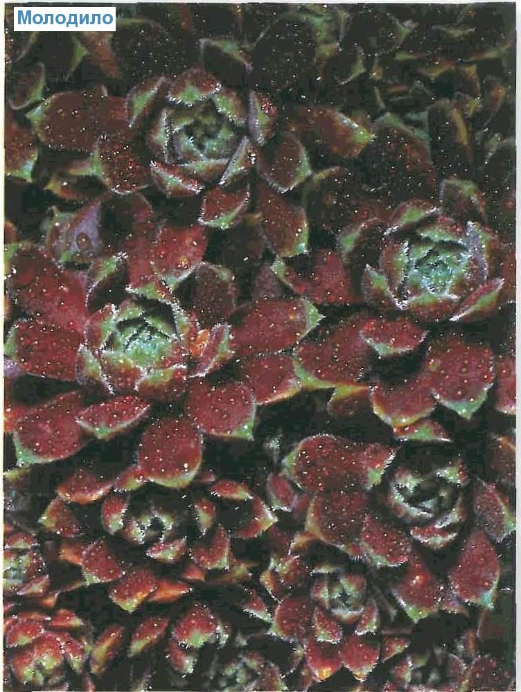  (<i>Sempervivum-Sorten</i>)