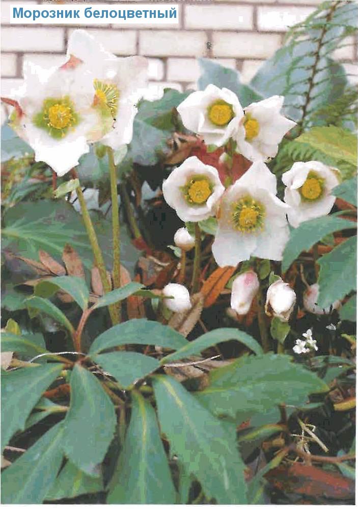   (<i>Helleborus niger</i>)