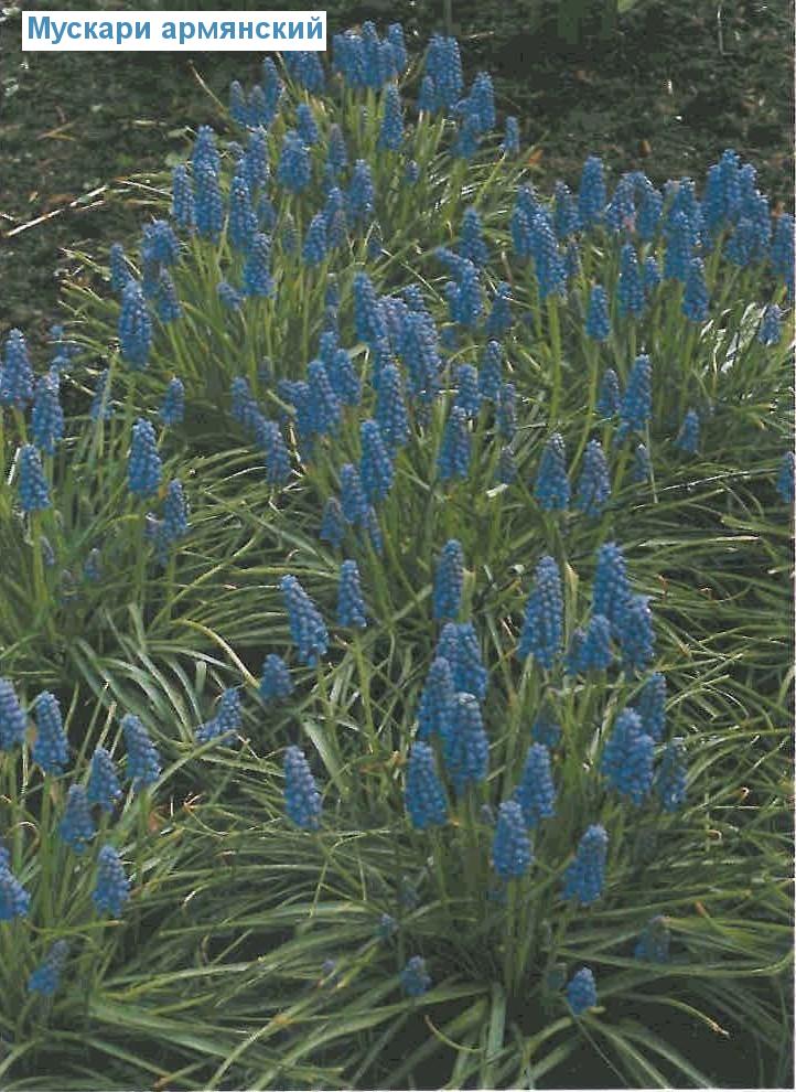   (<i>Muscari armeniacum</i>)