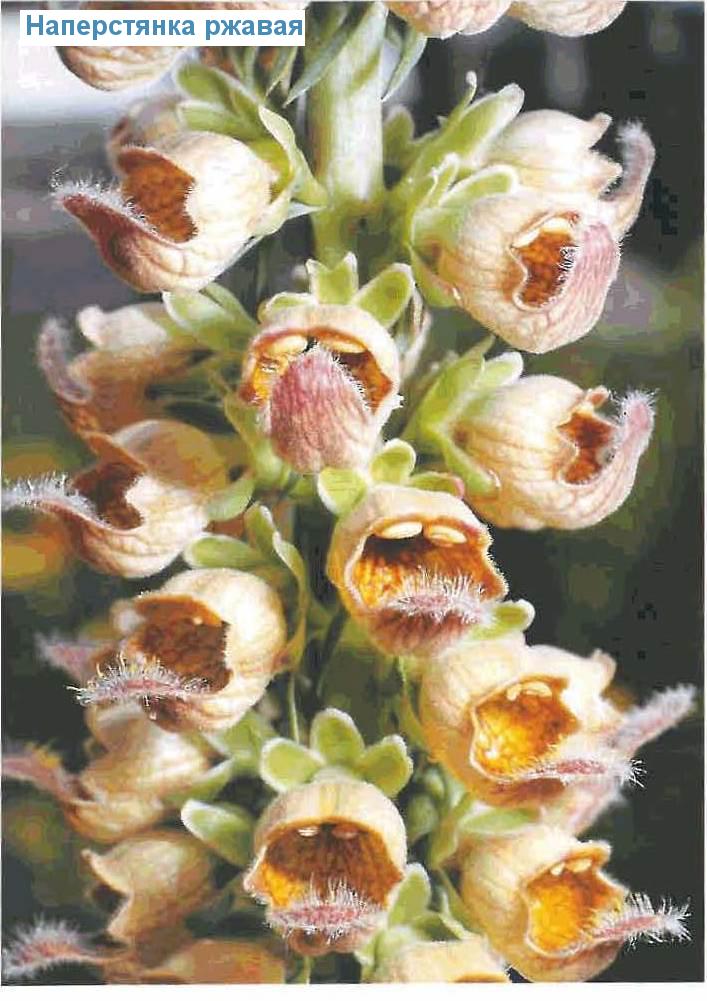   (<i>Digitalis ferruginea</i>)