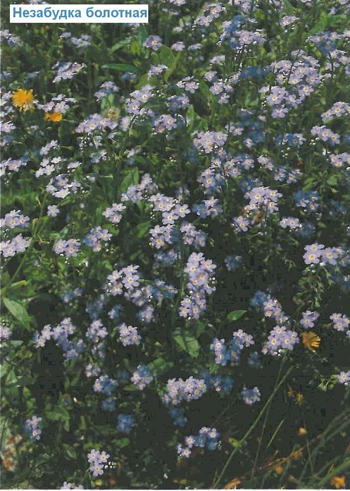   (<i>Myosotis scorpioides</i>)