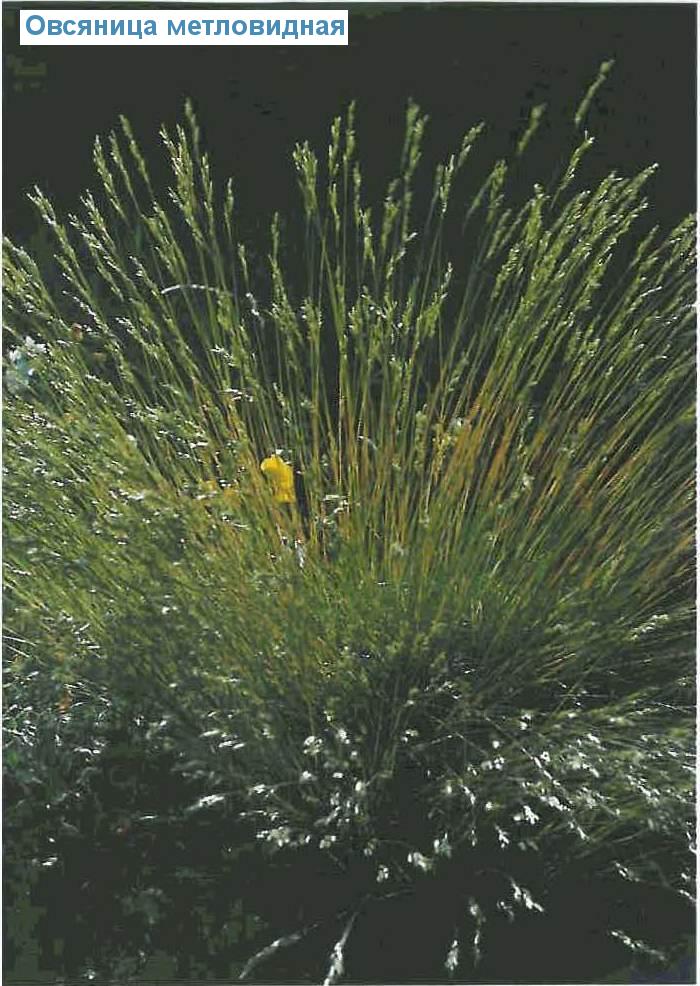   (<i>Festuca gautieri</i>)