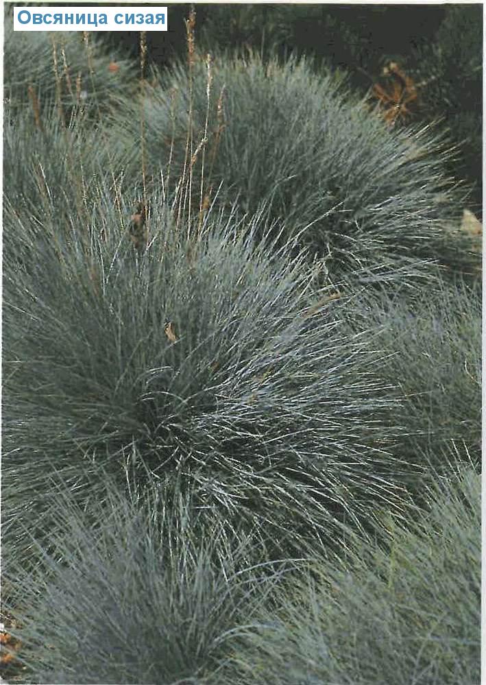   (<i>Festuca cinerea</i>)