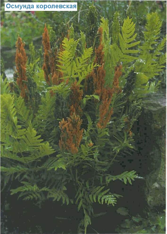   (<i>Osmunda regalis</i>)