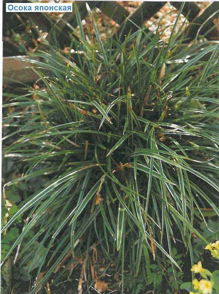   (<i>Carex morrowii</i>)