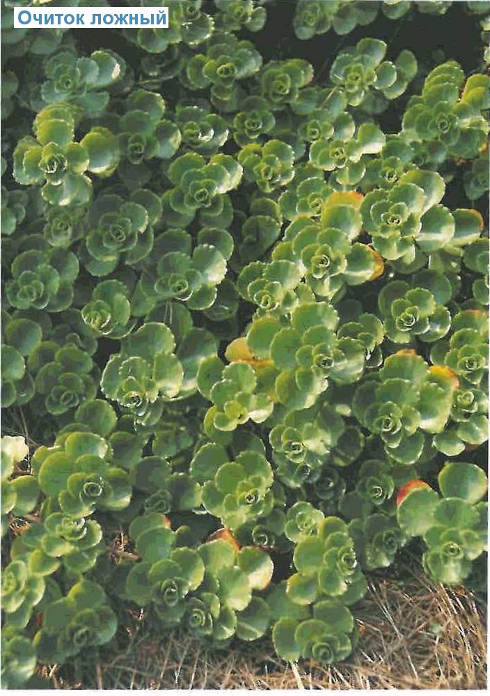   (<i>Sedum spurium</i>)